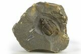 Multi-Toned Diademaproetus Trilobite - Ofaten, Morocco #310525-1